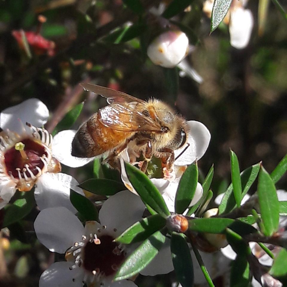 Bee working manuka