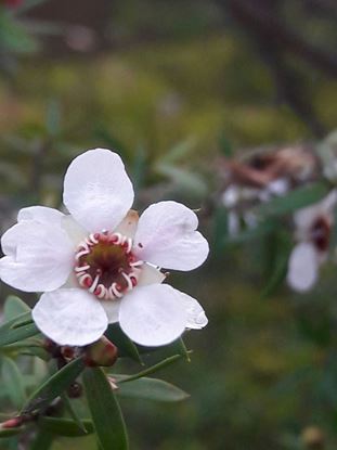 Picture of Manuka Honey 263+ MGO - 500g